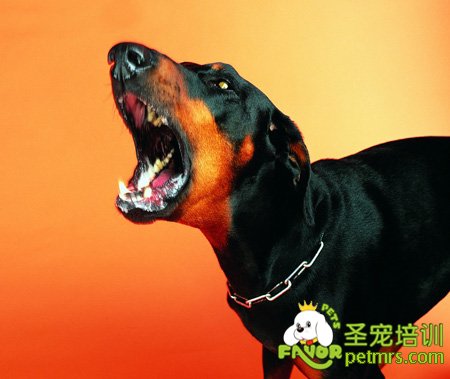如何預防寵物狗突然翻臉咬人