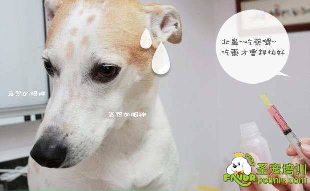 喂狗狗吃藥