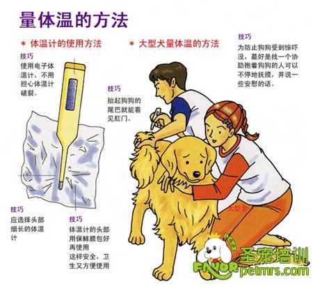 給狗狗測量體溫