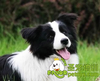 可愛狗狗