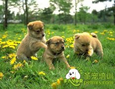 可愛狗狗