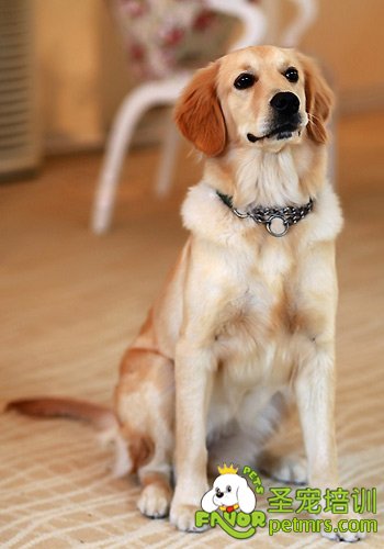 金毛犬