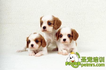 查理王獵犬