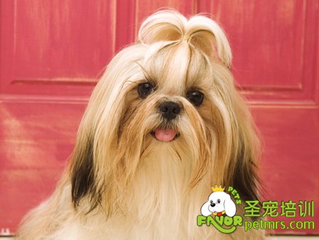 秋天給狗狗做好以下五點護理