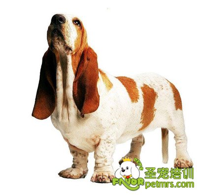 可愛狗狗