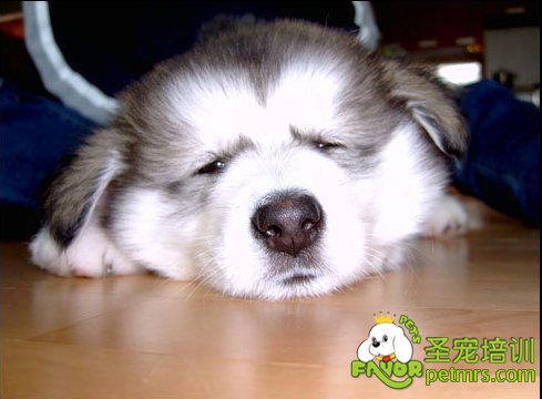 狗狗
