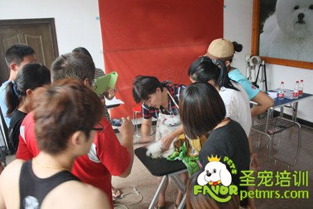 比熊犬實操講解課程