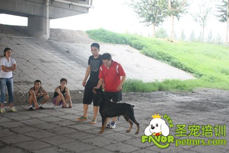 比熊犬實操講解課程