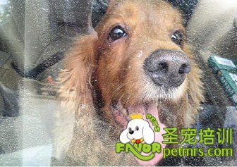 狗狗被困車內(nèi)