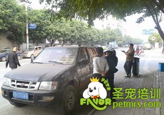 撬車救狗狗