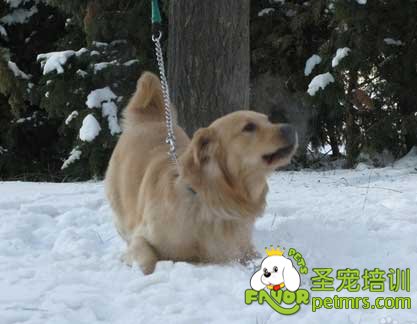 可愛狗狗