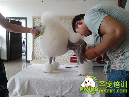 學(xué)員貴賓犬運(yùn)動裝修剪