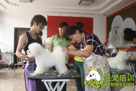 比熊犬實犬操作課程