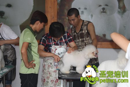 比熊犬實犬操作課程