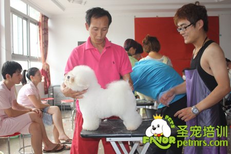 比熊犬實犬操作課程