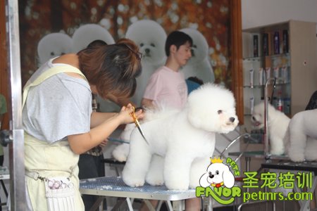 圣寵學員比熊犬實操課程