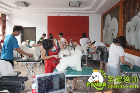 比熊犬課堂
