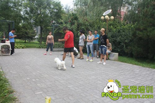 比熊犬野外牽犬訓練
