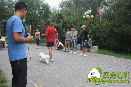 比熊犬野外牽犬訓練