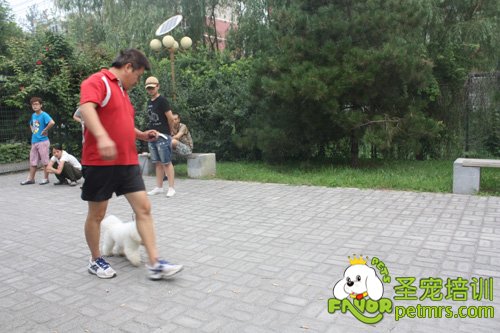 比熊犬野外牽犬訓練