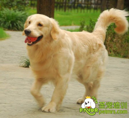 可愛狗狗