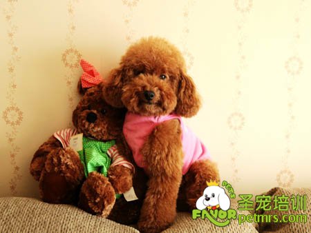 貴賓犬