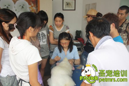 貴賓犬理論講解課堂