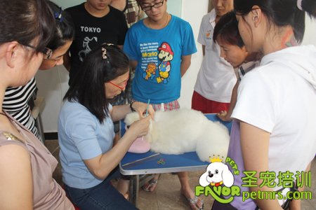 貴賓犬理論講解課堂