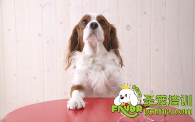 可愛狗狗
