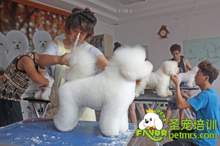 學(xué)員正在練習(xí)比熊犬修剪的方法