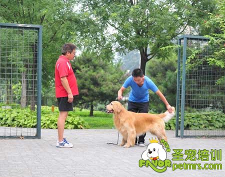 圣寵學員野外牽犬課堂