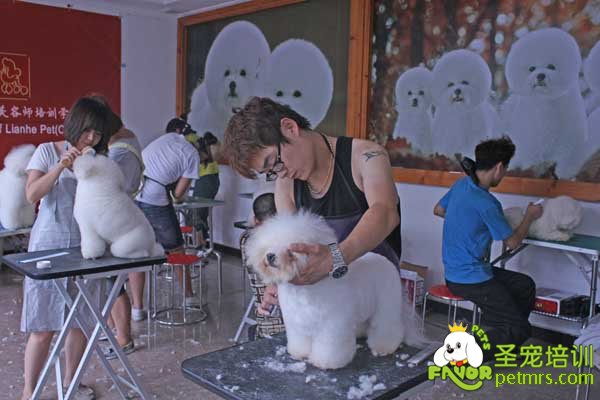 圣寵寵物學員比熊犬實操課堂