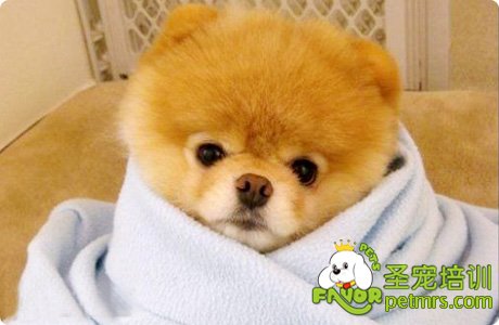 可愛(ài)狗狗