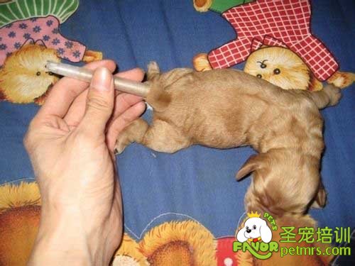 狗狗斷尾