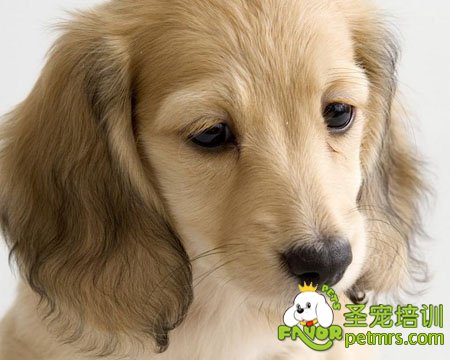 可卡犬