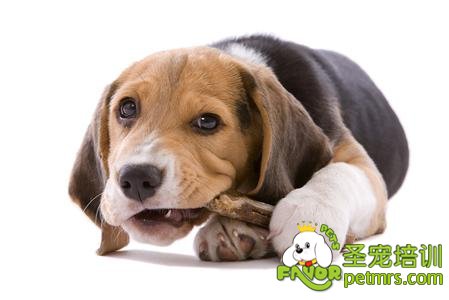 比格犬