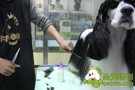 圣寵學員可卡犬實操操作課堂