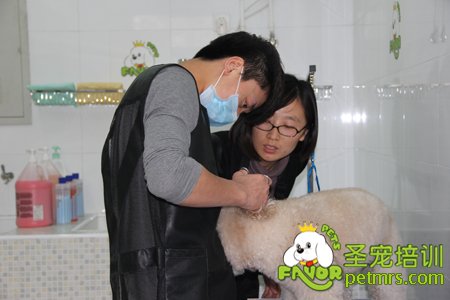 寵物美容師職業魅力