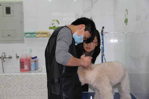 寵物美容師