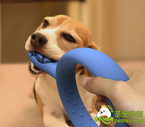 狗狗牙齒護理