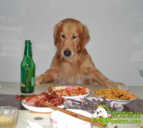 金毛犬