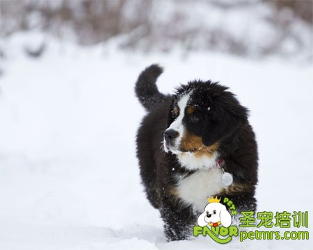 冬季飼養(yǎng)