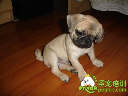 巴哥犬