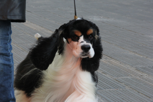 可卡犬