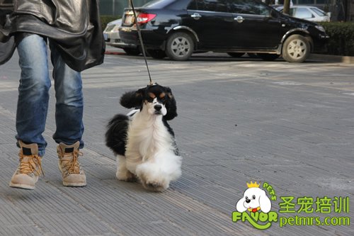可卡犬