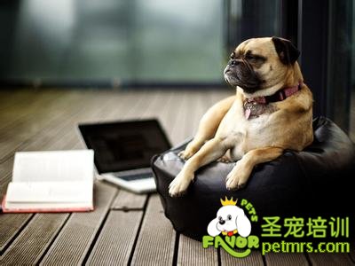 可愛狗狗