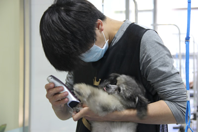 圣寵學子