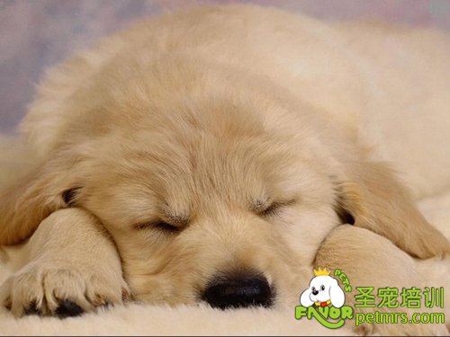 狗狗病了