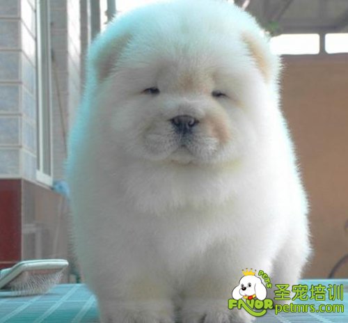 松獅犬
