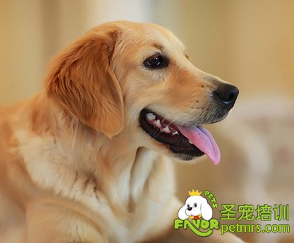 可愛(ài)狗狗